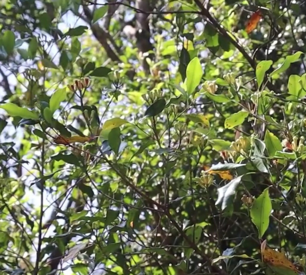 Clove tree
