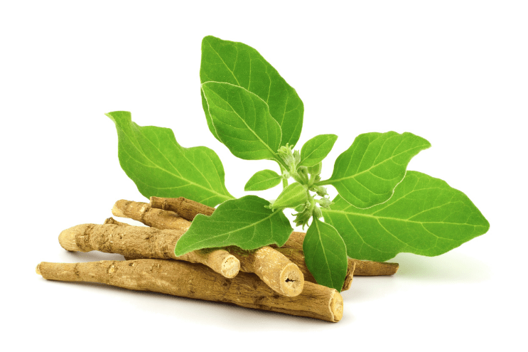 Whole dried ashwagandha roots (Withania somnifera)