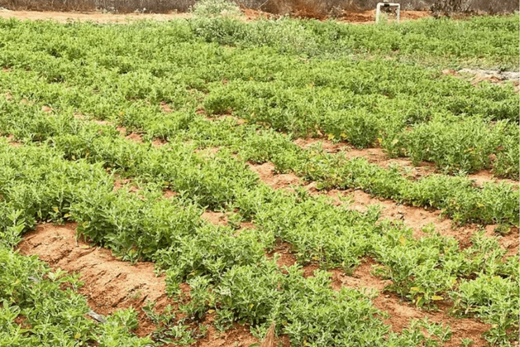 ashwagandha Withania somnifera FARM