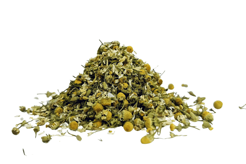 Fresh chamomile flowers (Matricaria chamomilla) with white petals and yellow centers