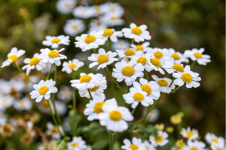 Fresh chamomile flowers Matricaria chamomilla – herbal tea flower