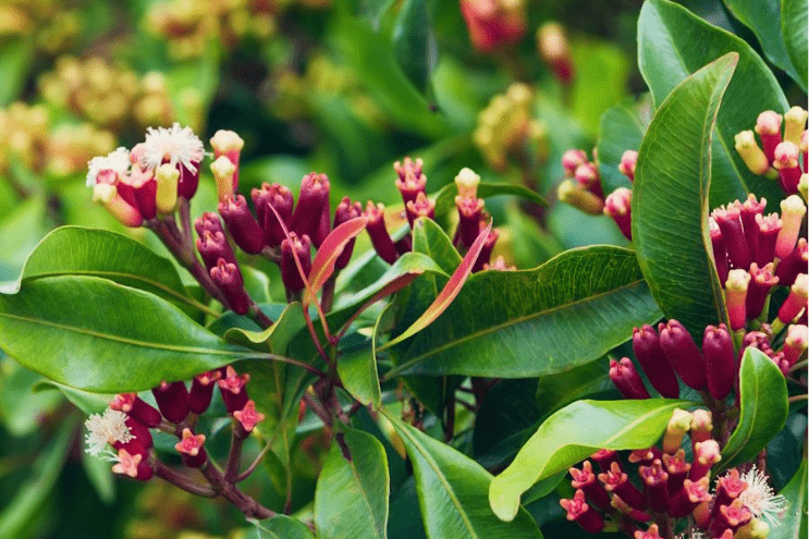 Syzygium aromaticum lavanga – Ayurvedic warming spice