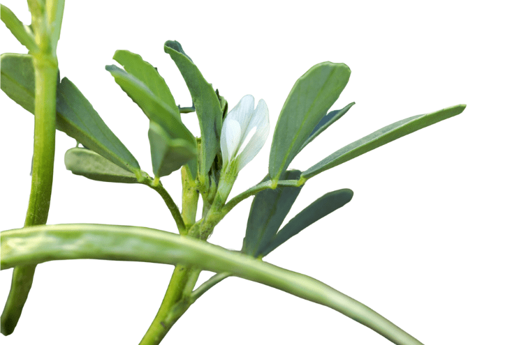 Trigonella foenum-graecum plant