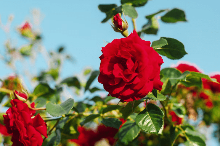 red rose for natural skincare and rose water
