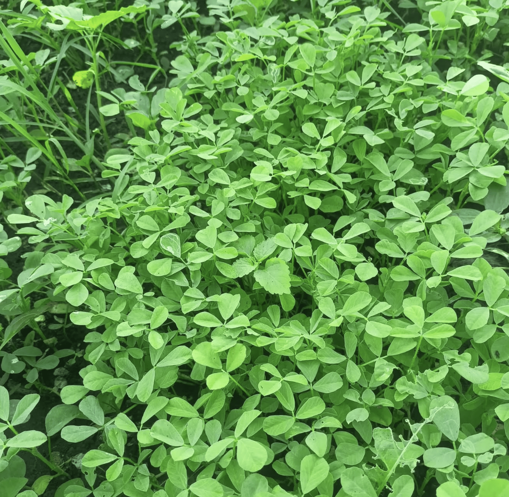 Organic fenugreek farm field (Trigonella foenum-graecum) with dense green methi plants in rows