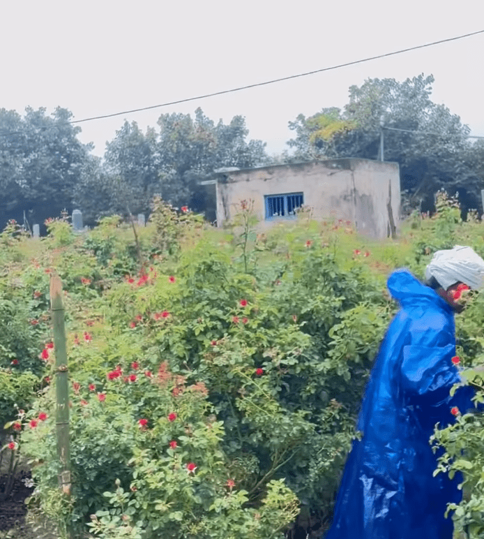 Rose Farm Cultivation – Blooming Rose Field in India