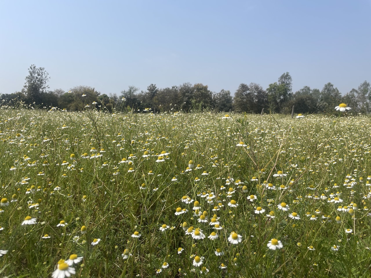 chamomile field in bloom (Matricaria chamomilla) with rows of white and yellow flowers