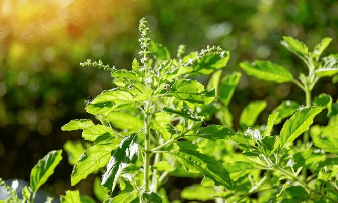 Holy basil shown in the sun